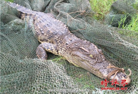 重慶市民江邊釣魚 釣到重約30斤鱷魚(圖)