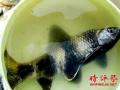 男子釣到怪魚放生，應(yīng)珍視萬物