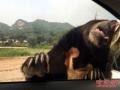 野生動物園的規(guī)則，別拿生命開玩笑