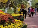 公園菊花遭瘋搶，城市的美離不開心靈美